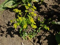 Euphorbia stricta 2, Stijve wolfsmelk, Saxifraga-Ed Stikvoort