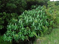 Euphorbia stygiana 4, Saxifraga-Ed Stikvoort