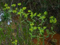 Euphorbia terracina 4, Saxifraga-Ed Stikvoort