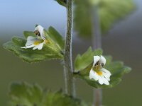 Euphrasia frigida 3, Saxifraga-Willem van Kruijsbergen