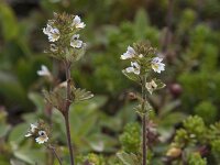 Euphrasia frigida 5, Saxifraga-Willem van Kruijsbergen