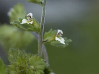 Euphrasia frigida 7, Saxifraga-Willem van Kruijsbergen