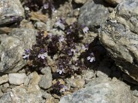 Euphrasia hirtella 2, Saxifraga-Willem van Kruijsbergen