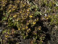 Euphrasia minima 2, Saxifraga-Willem van Kruijsbergen