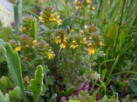 Euphrasia minima 5, Saxifraga-Ed Stikvoort