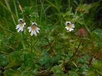 Euphrasia officinalis 2, Beklierde ogentroost Saxifraga-Ed Stikvoort