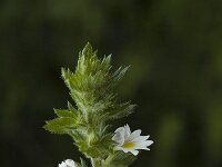 Euphrasia rostkoviana 3, Krijtogentroost, Saxifraga-Jan van der Straaten