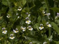 Euphrasia rostkoviana ssp montana 10, Saxifraga-Willem van Kruijsbergen