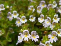 Euphrasia stricta 17, Stijve ogentroost, Saxifraga-Ed Stikvoort