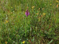 Euphrasia stricta 21, Stijve ogentroost, Saxifraga-Hans Boll