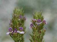 Euphrasia stricta 3, Stijve ogentroost, Saxifraga-Jan van der Straaten