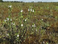 Euphrasia stricta 5, Stijve ogentroost, Saxifraga-Rob Felix : Plantae, Plants, Project Natuurbalans, planten