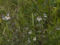 Euphrasia stricta 8, Stijve ogentroost, Saxifraga-Jan van der Straaten
