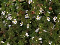 Euphrasia stricta 9, Stijve ogentroost, Saxifraga-Hans Dekker