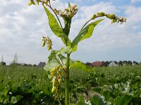 Fagopyrum tataricum 13, Franse boekweit, Saxifraga-Ed Stikvoort : Franse boekweit Nieuwvliet-Bad s9900