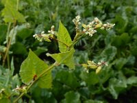 Fagopyrum tataricum 15, Franse boekweit, Saxifraga-Ed Stikvoort : Franse boekweit Nieuwvliet-Bad A900