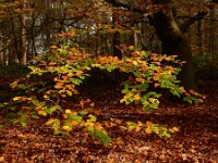 Fagus sylvatica 97, Beuk, Saxifraga-Ed Stikvoort