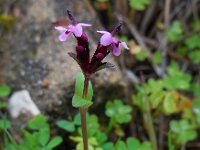 Fedia cornucopiae 11, Saxifraga-Ed Stikvoort