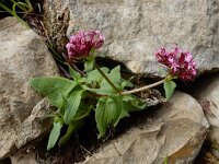 Fedia cornucopiae 14, Saxifraga-Ed Stikvoort
