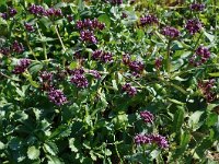 Fedia cornucopiae 16, Saxifraga-Harry Jans