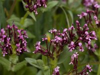 Fedia cornucopiae 2, Saxifraga-Willem van Kruijsbergen