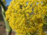 Ferula communis 30, Saxifraga-Michiel Drok