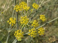 Ferulago nodosa 2, Saxifraga-Jan van der Straaten