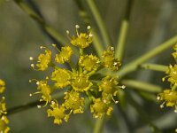 Ferulago nodosa 3, Saxifraga-Jan van der Straaten