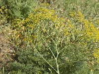 Ferulago nodosa 4, Saxifraga-Jan van der Straaten