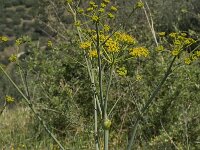 Ferulago nodosa 7, Saxifraga-Willem van Kruijsbergen