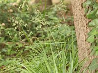Festuca altissima 2, Boszwenkgras, Saxifraga-Peter Meininger