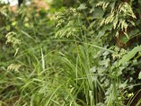 Festuca altissima 5, Boszwenkgras, Saxifraga-Peter Meininger