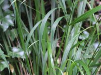 Festuca altissima 6, Boszwenkgras, Saxifraga-Hans Boll