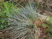 Festuca glauca 2, Blauw schapengras, Saxifraga-Hans Boll