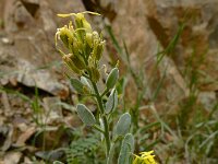 Fibigia clypeata 11, Romeinse schildjes, Saxifraga-Ed Stikvoort : Kapan - Mehgri s9900