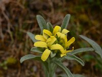 Fibigia clypeata 4, Romeinse schildjes, Saxifraga-Ed Stikvoort : Lagkadia Nafplio en Nauw van Corinthië