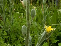 Fibigia clypeata 5, Romeinse schildjes, Saxifraga-Ed Stikvoort : Elati - Vytina - Lagkadia