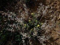 Fibigia clypeata 6, Romeinse schildjes, Saxifraga-Ed Stikvoort : Kapan - Mehgri A900