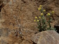 Fibigia clypeata 8, Romeinse schildjes, Saxifraga-Ed Stikvoort : Kapan - Mehgri A900