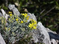 Fibigia triquetra 3, Saxifraga-Jasenka Topic