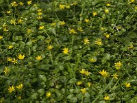 Ficaria verna 52, Speenkruid, Saxifraga-Jan van der Straaten