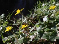 Ficaria verna 64, Speenkruid, Saxifraga-Rutger Barendse