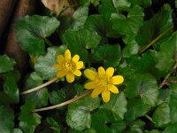 Ficaria verna 71, Speenkruid, Saxifraga-Ed Stikvoort