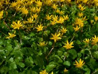 Ficaria verna 74, Speenkruid, Saxifraga-Ed Stikvoort