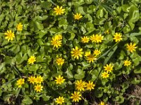 Ficaria verna 85, Speenkruid, Saxifraga-Jan van der Straaten