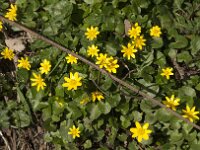 Ficaria verna 88 Speenkruid, Saxifraga-Jan van der Straaten