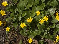Ficaria verna 89, Speenkruid, Saxifraga-Jan van der Straaten
