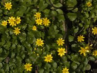 Ficaria verna 96, Speenkruid, Saxifraga-Jan van der Straaten