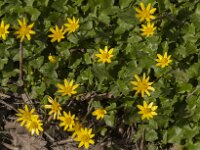 Ficaria verna 97, Speenkruid, Saxifraga-Jan van der Straaten