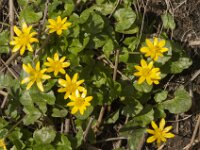 Ficaria verna 98, Speenkruid, Saxifraga-Jan van der Straaten